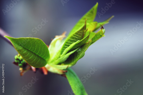 Green buds on a tree branch close up. Natural background.