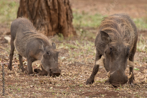 Mother & Baby Warthog (Phacochoerus africanus), Kruger National Park