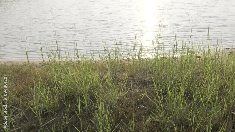 Shot of a lake scenic in summer with grass and sunlight Shot of a lake scenic in summer with grass and sunlight