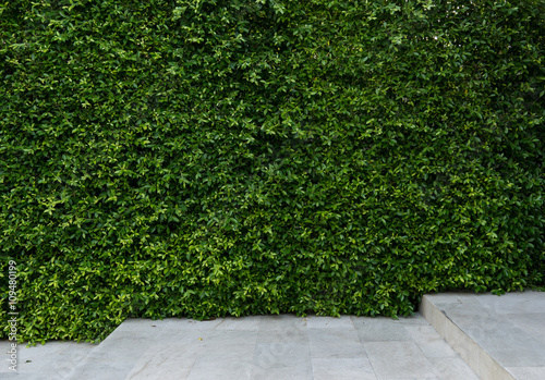 green wall for decoration