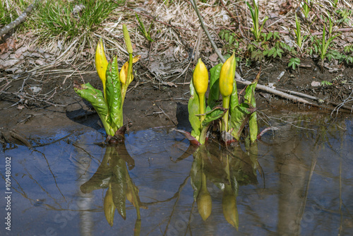 Lysichiton americanus also ...