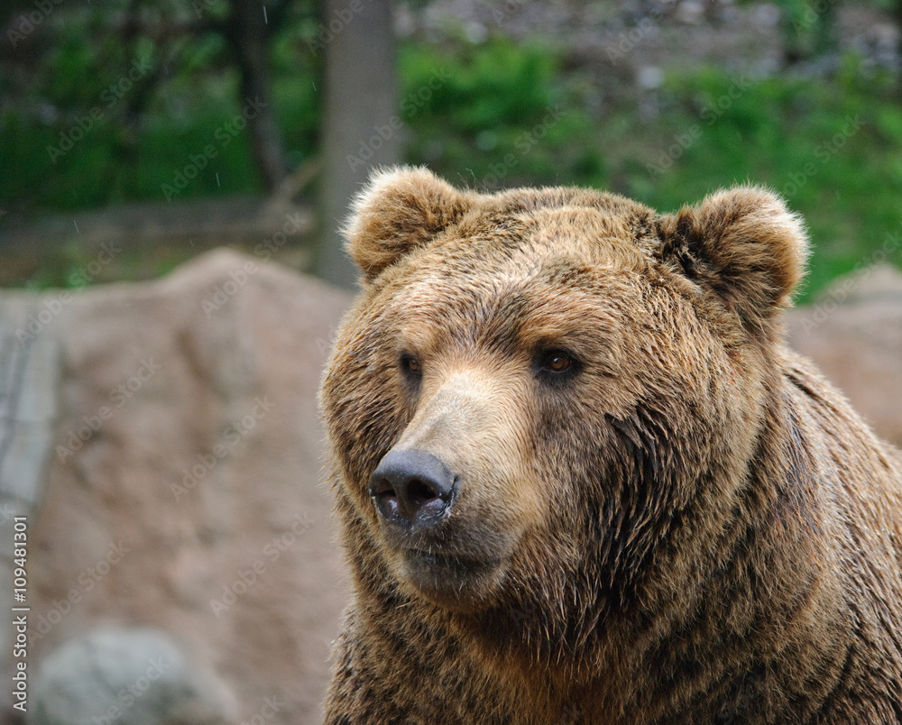adult brown bear portrait