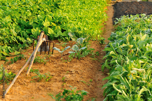 variety vegetable plants in growth at vegetable garden photo