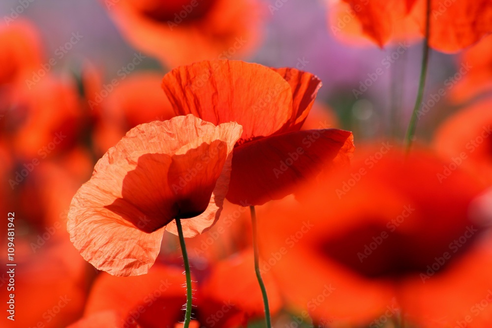 Obraz premium Common poppy - Papaver rhoeas