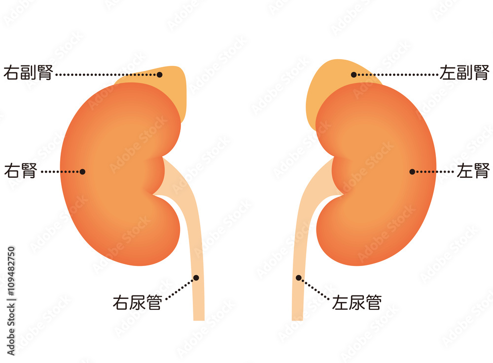腎臓 副腎 仕組み Stock Illustration | Adobe Stock