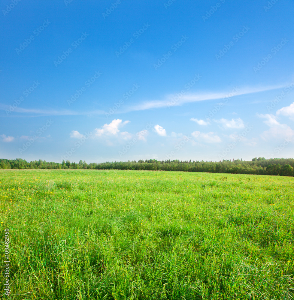 Green field with flowers under blue cloudy sky