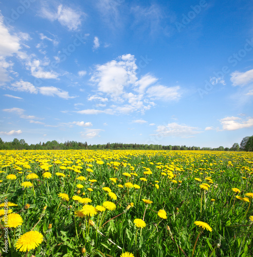 Yellow flowers field under blue cloudy sky © Alexander Ozerov