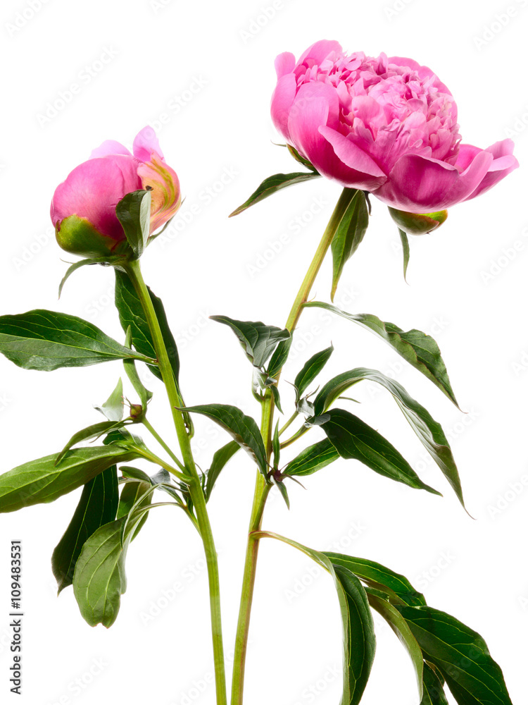 Fototapeta premium Two pink peonies
