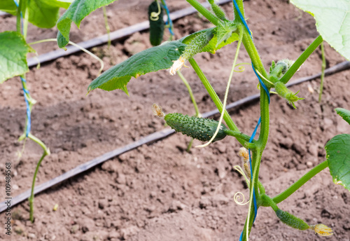 Young green cucumbers hanging on a branch.