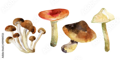 watercolor mushrooms set isolated on white background