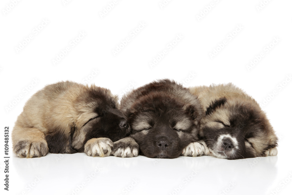 Fototapeta premium Caucasian shepherd puppies on white