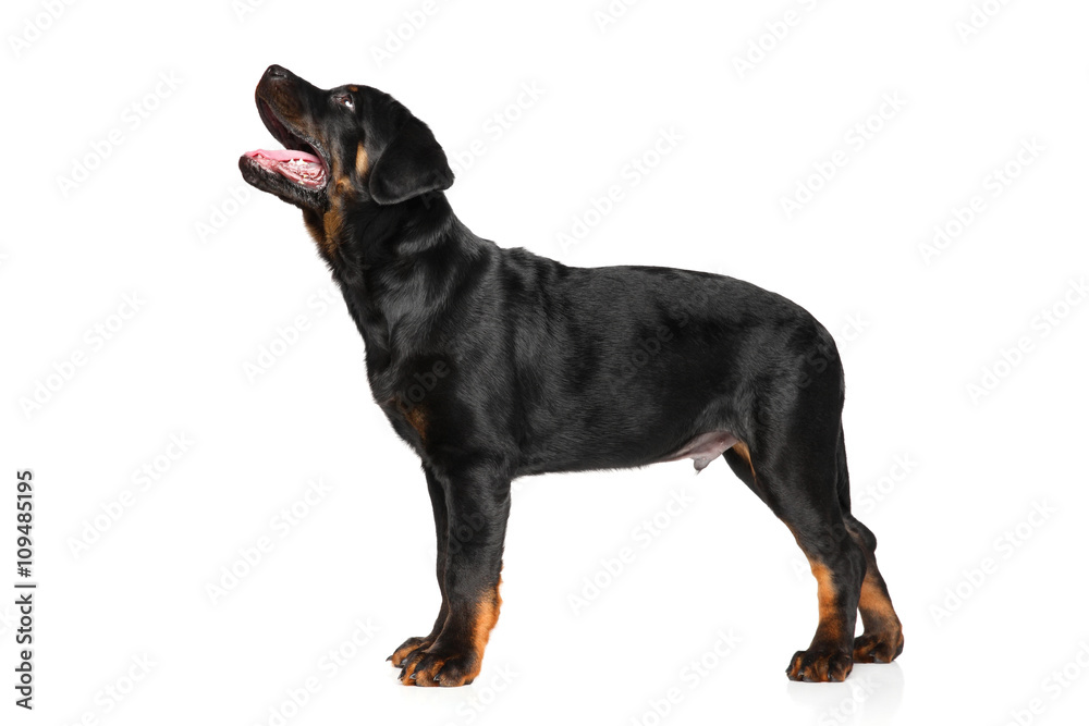Young Rottweiler on white background