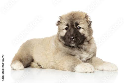 Fototapeta Naklejka Na Ścianę i Meble -  Caucasian shepherd puppy on white
