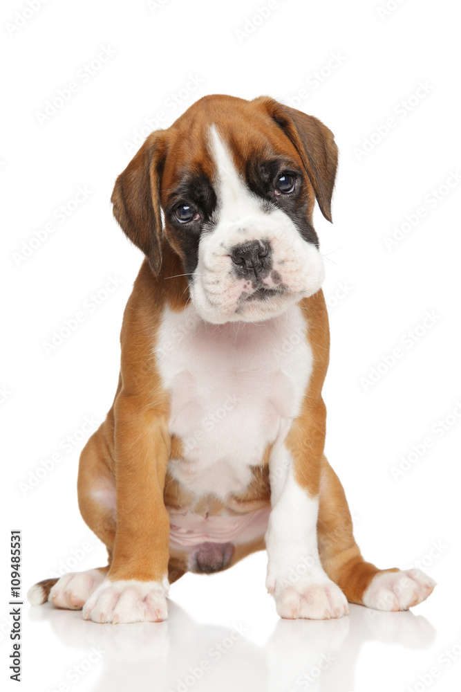 German Boxer puppy on white