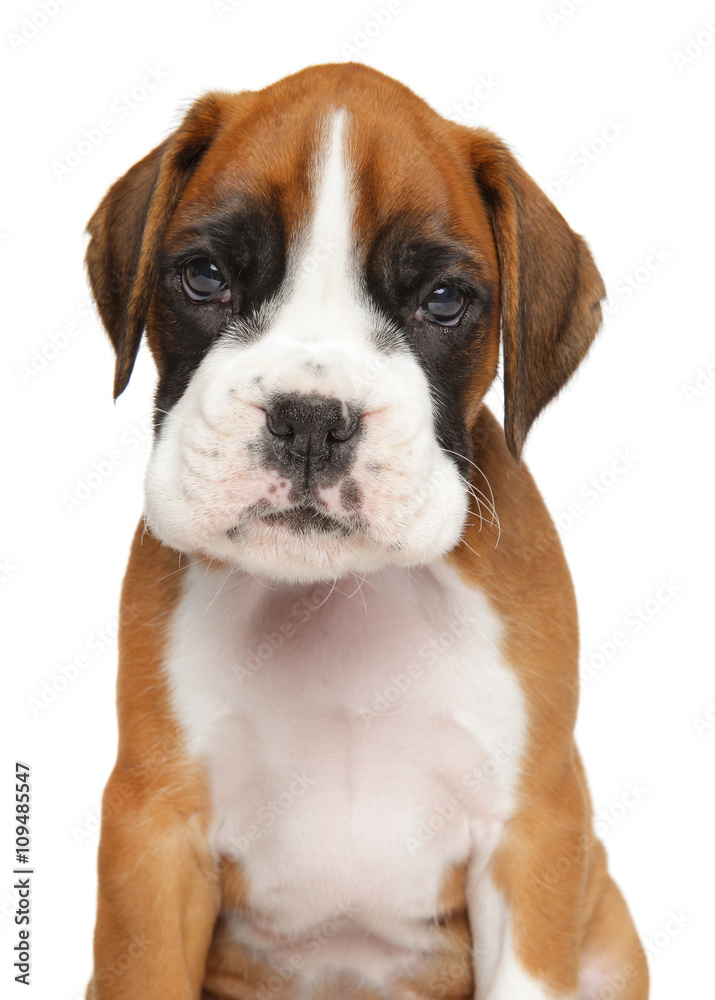 German Boxer puppy isolated  on white