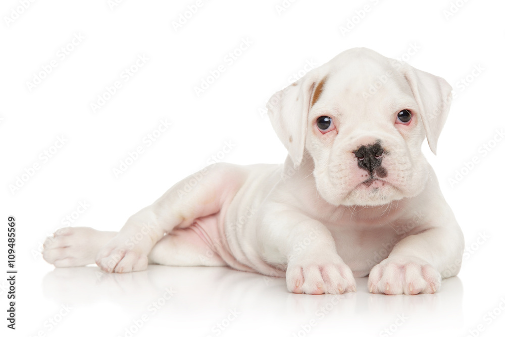 German Boxer puppy on white