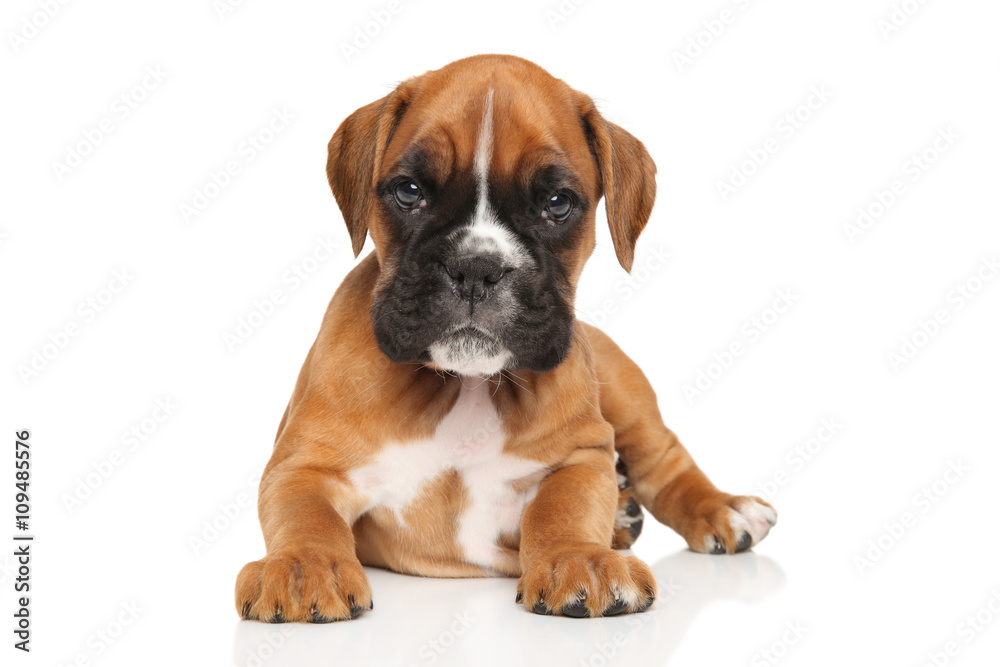 German Boxer puppy on white