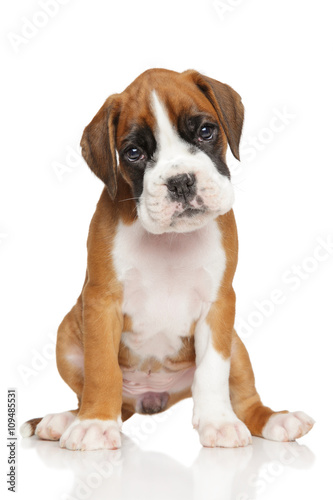 German Boxer puppy on white