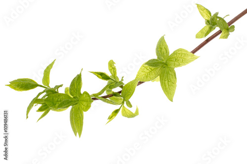 Branch of tree with young leaves