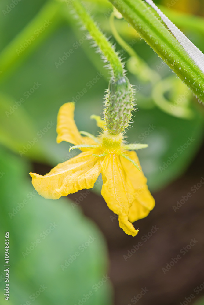 Young cucumber growing