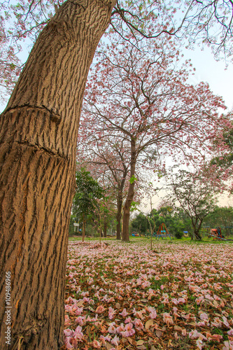 Tabebuia rosea(pink poui,rosy trumpet tree) is a neotropical tree.Flowers are large, in various tones of pink to purple, and appear while the tree has none, or very few leaves.