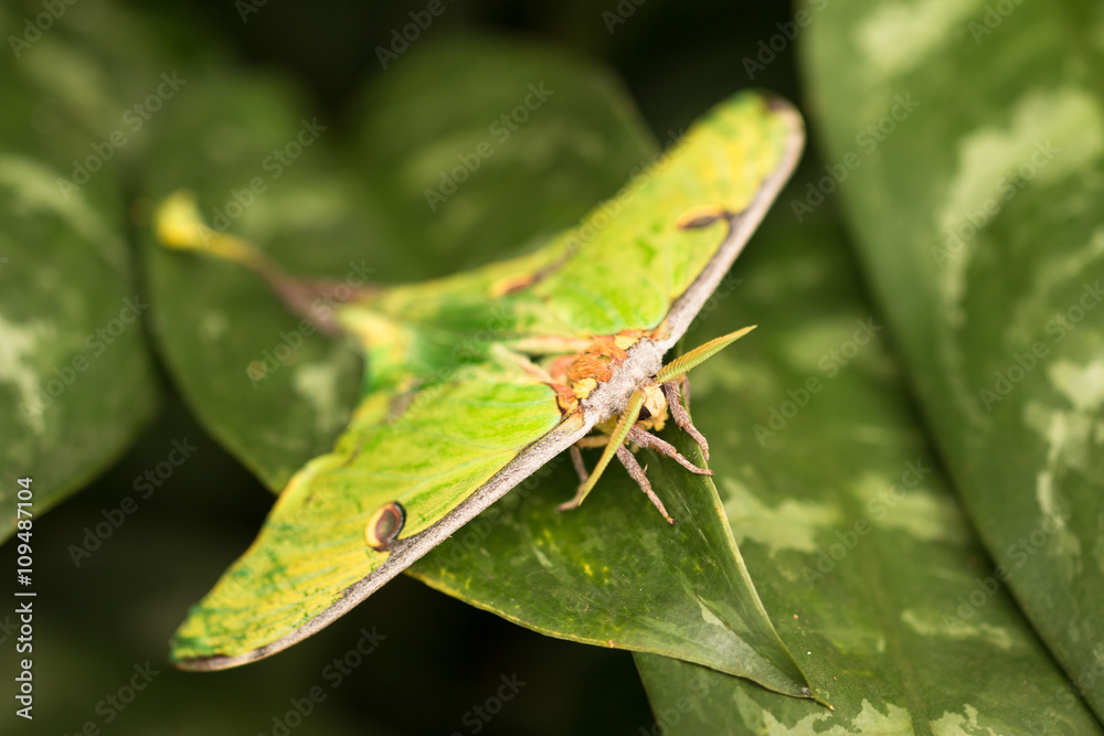 vivid green night butterfly moth sitting on tropical leaves in rainforest garden vivid green night butterfly moth sitting on tropical leaves in rainforest garden