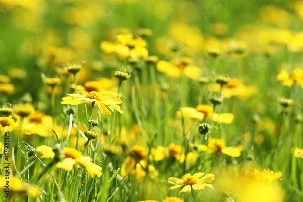 Fototapeta premium Beautiful flowers and plants