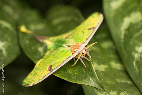 vivid green night butterfly moth sitting on tropical leaves in rainforest garden