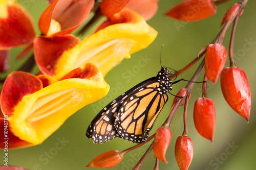 beautiful colorful monarch butterfly sitting on orange and yellow blooming orchid blossom