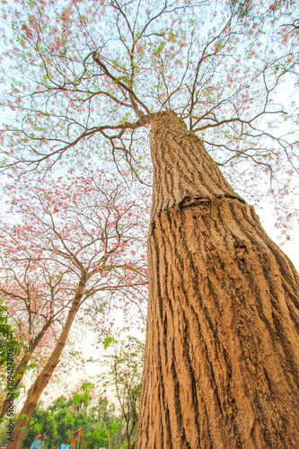 Tabebuia rosea(pink poui,rosy trumpet tree) is a neotropical tree.Flowers are large, in various tones of pink to purple, and appear while the tree has none, or very few leaves.