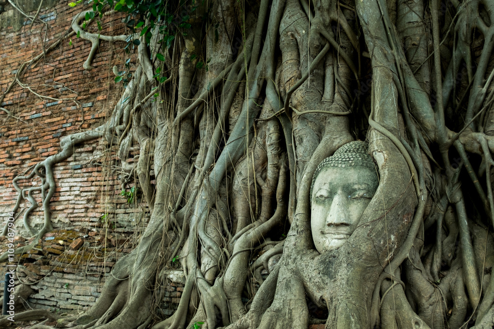buddha head in the tree is landmark of ayutthaya buddha head in the tree is landmark of ayutthaya