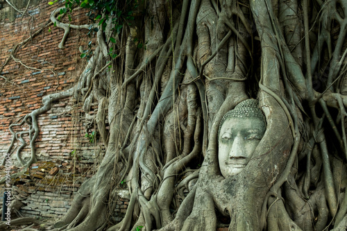 buddha head in the tree is landmark of ayutthaya