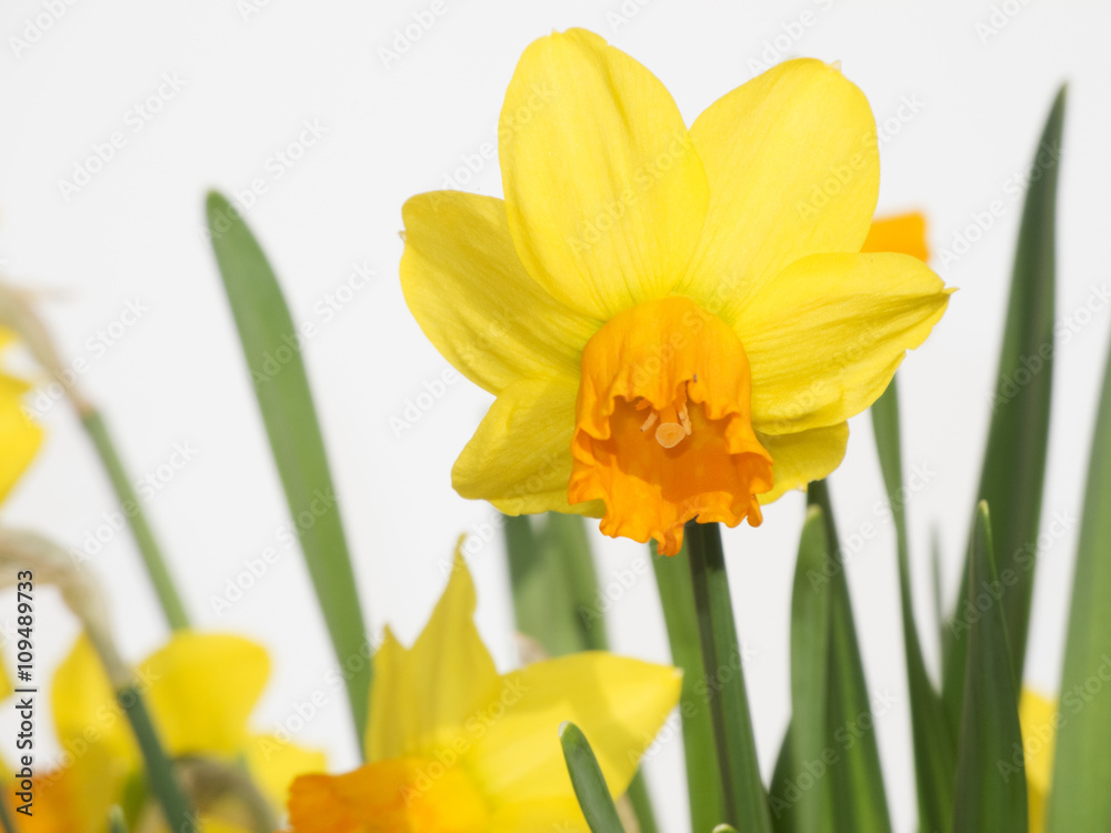 Daffodil flower on white Daffodil flower on white