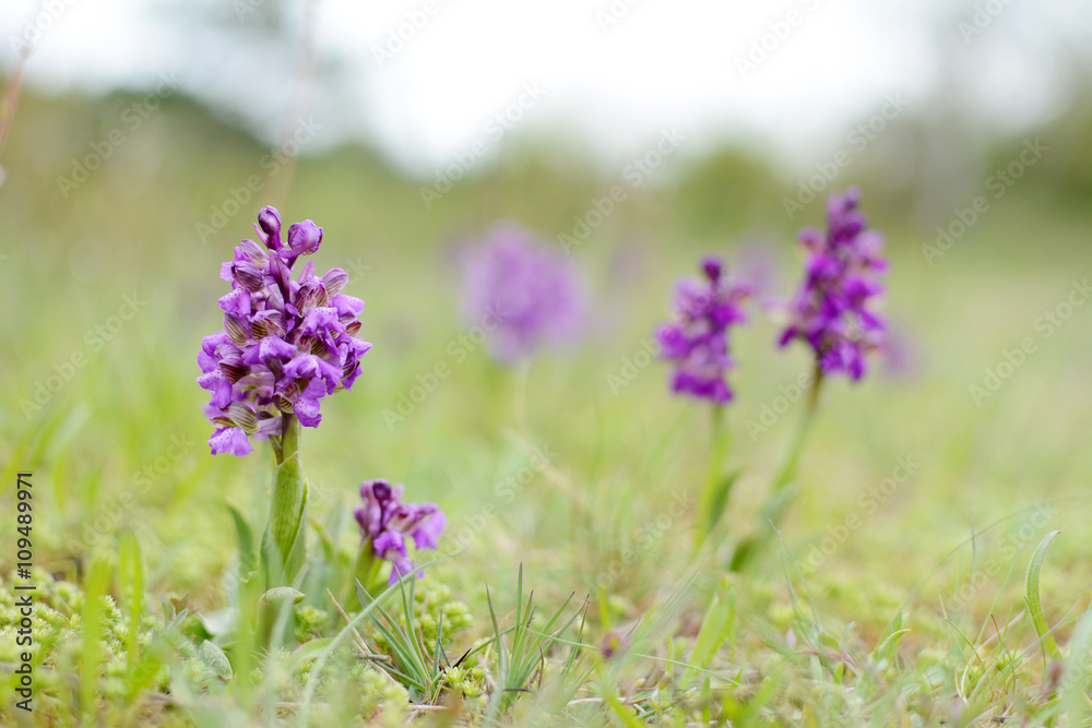 Obraz premium Wild green winged orchid