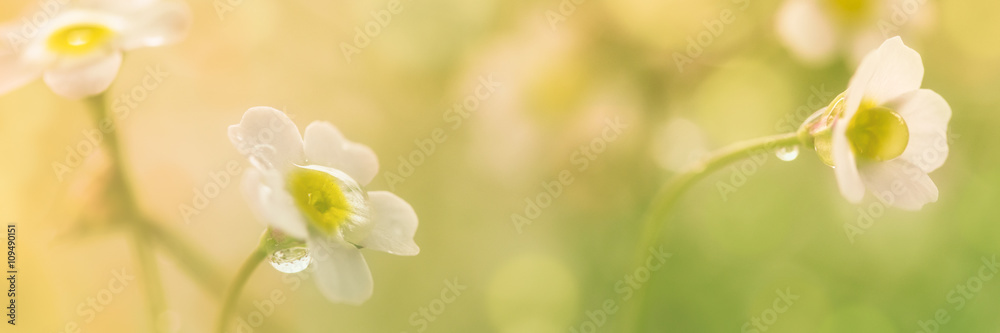 Frühlingsblumen auf der Wiese mit Tautropfen - Panorama  - obrazy, fototapety, plakaty 