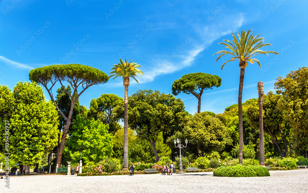 Tropical trees on Piazzale Napoleone I in Rome