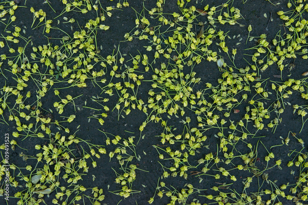 Flower buds of maple on dark ground as natural background. Flower buds of maple on dark ground as natural background.