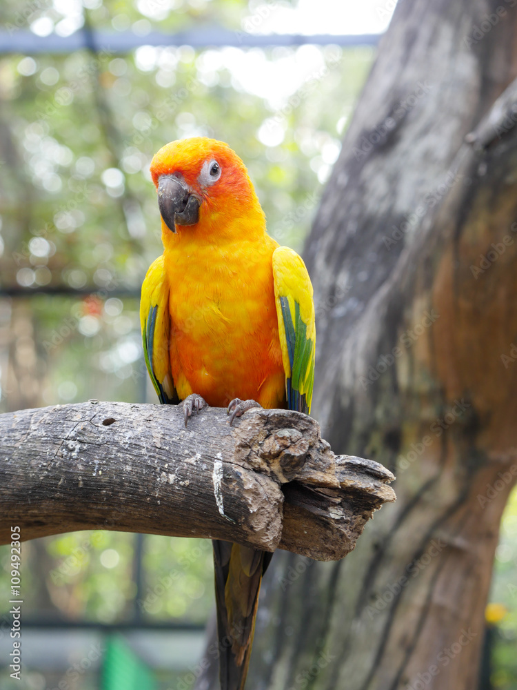 Obraz premium Lovebird