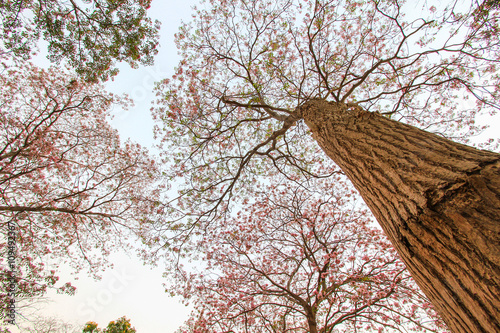 Tabebuia rosea(pink poui,rosy trumpet tree) is a neotropical tree.Flowers are large, in various tones of pink to purple, and appear while the tree has none, or very few leaves.