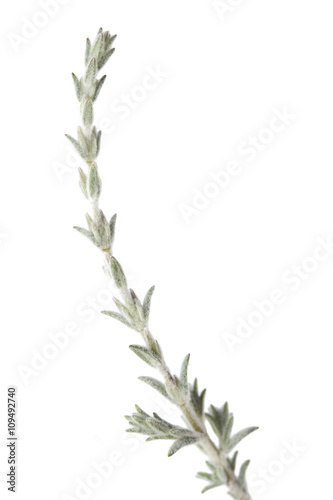 Flora of Gran Canaria - small branch of micromeria