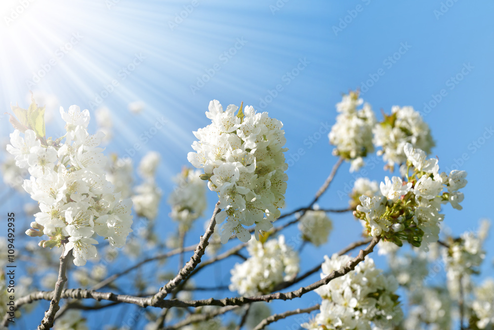 Spring blossoms cherry tree closeup. Nature background. Spring blossoms cherry tree closeup. Nature background.