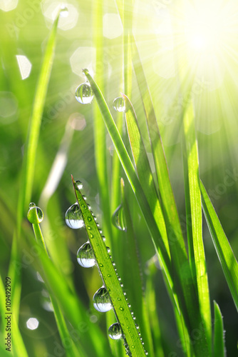 Fresh green grass with water drops closeup. Soft focus. Nature Background