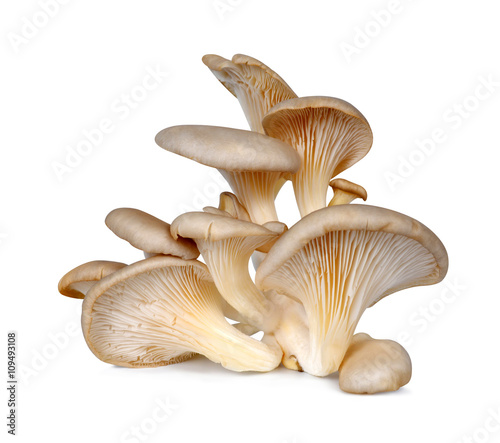 Fotografija Oyster mushroom isolated on white background
