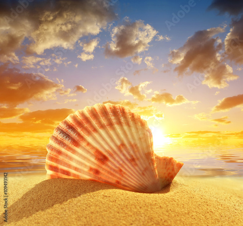 Sea shell on beach in the sunset