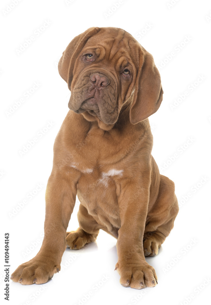 puppy Dogue de Bordeaux