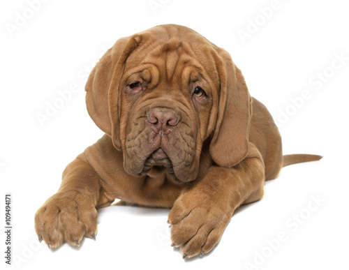 puppy Dogue de Bordeaux