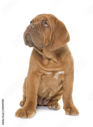 puppy Dogue de Bordeaux © cynoclub