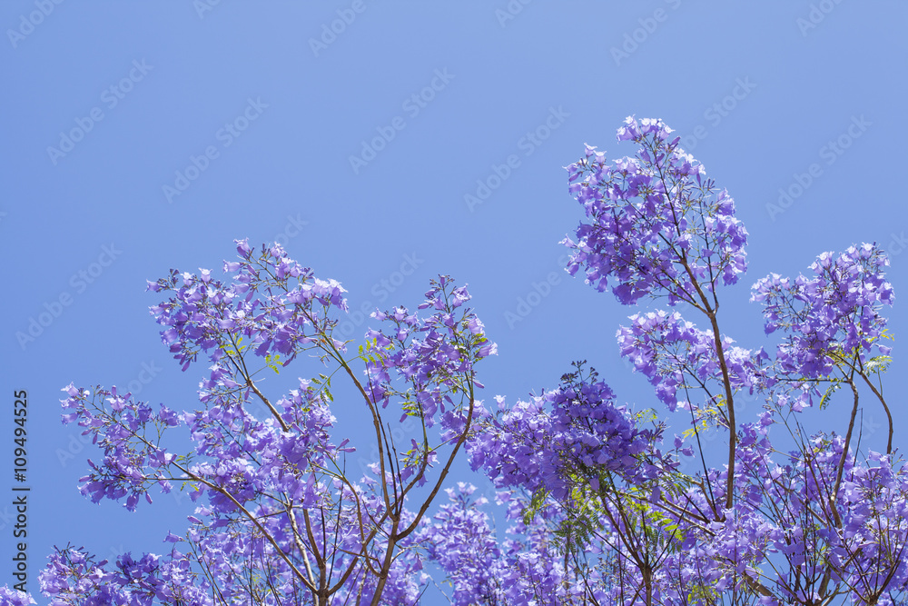 natural floral background of jacaranda