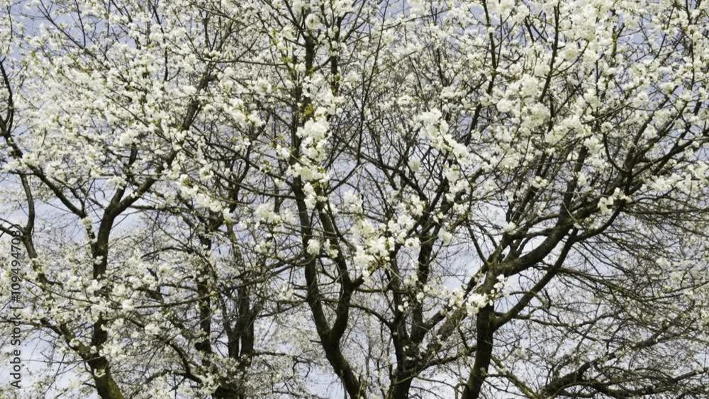 Cherry Tree and flowers in a sunny day Cherry Tree and flowers in a sunny day