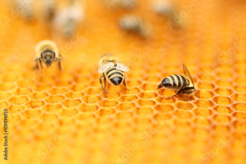 Bees on honey wax 
